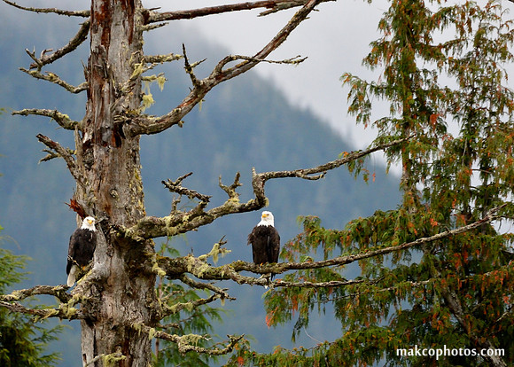 Alaska-2016-MAK_0447c