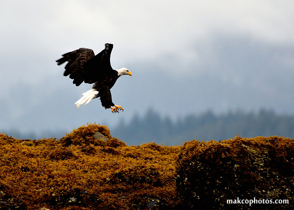 Alaska-2016-MAK_0570c