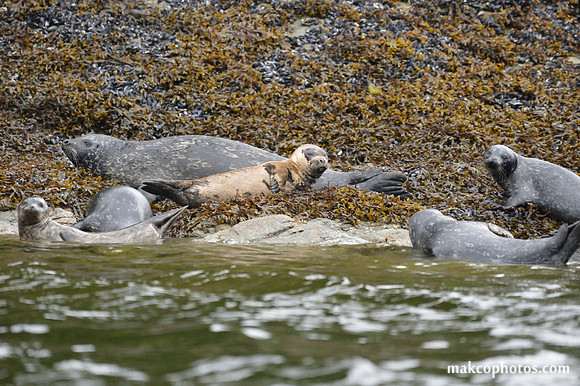 Alaska-2016-MAK_0650