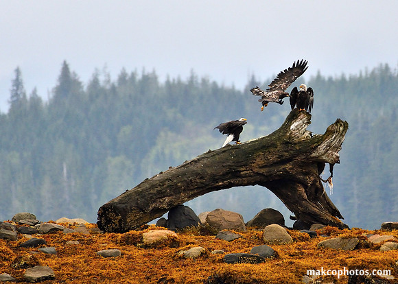 Alaska-2016-MAK_0559c