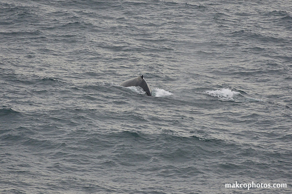 Alaska-2016-MAK_0749