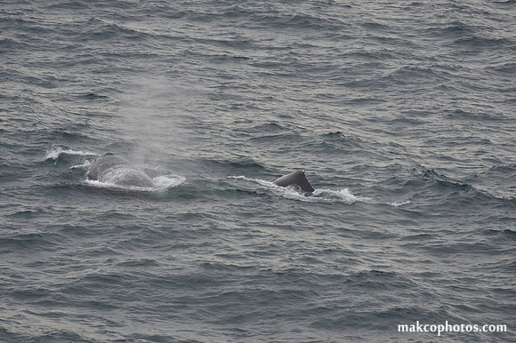 Alaska-2016-MAK_0735