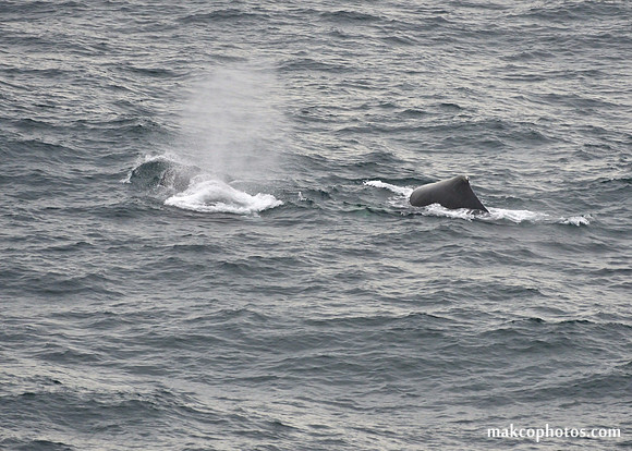Alaska-2016-MAK_0732