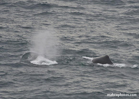 Alaska-2016-MAK_0731