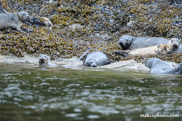 Alaska-2016-MAK_0653