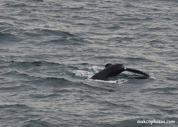 Alaska-2016-MAK_0719
