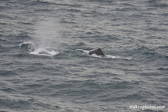 Alaska-2016-MAK_0733