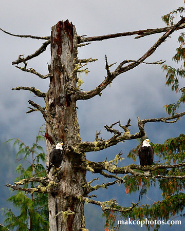Alaska-2016-MAK_0444c