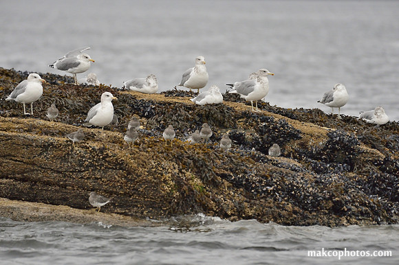 Alaska-2016-MAK_0606