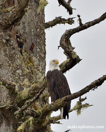 Alaska-2016-MAK_0495c