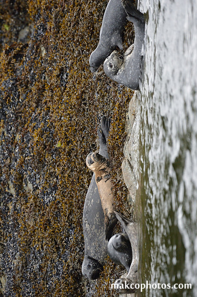 Alaska-2016-MAK_0649