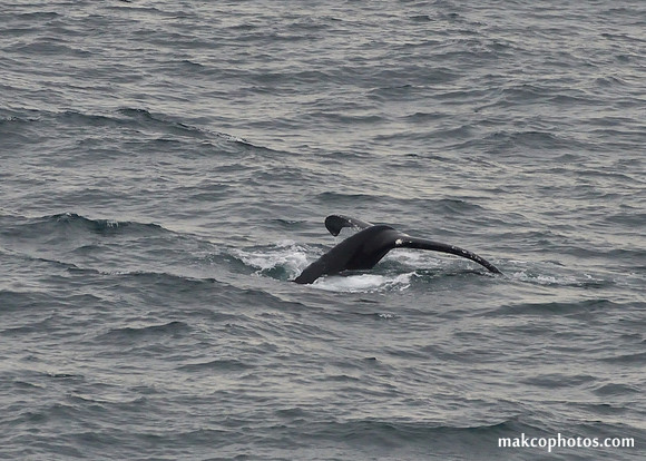 Alaska-2016-MAK_0722