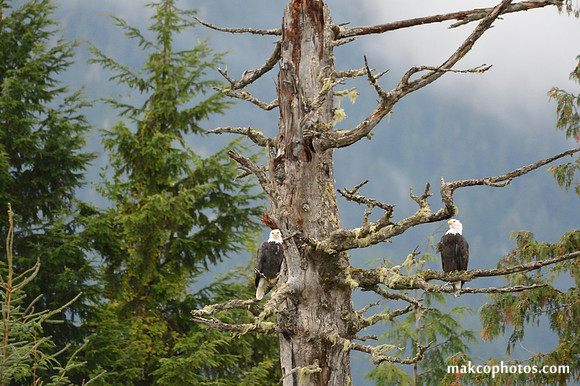 Alaska-2016-MAK_0453