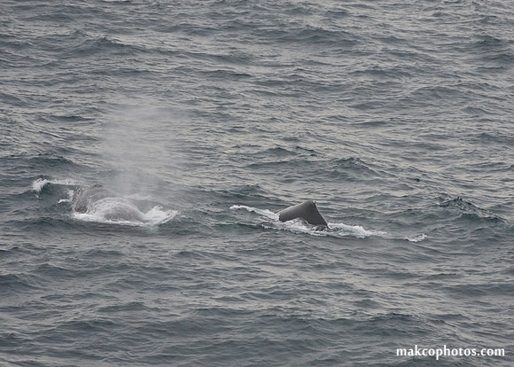 Alaska-2016-MAK_0734