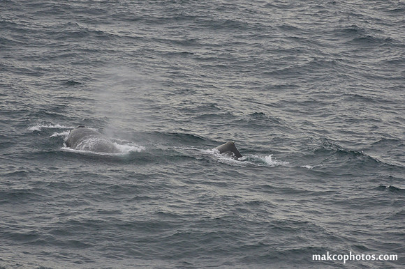 Alaska-2016-MAK_0736