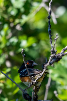 Colorado-MAK_0132
