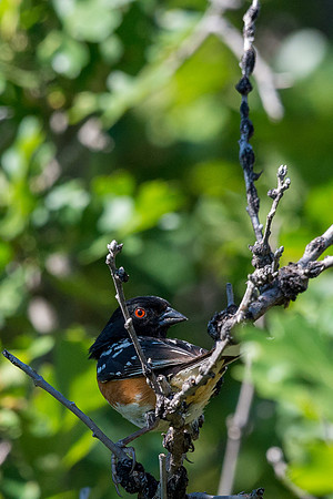 Colorado-MAK_0132