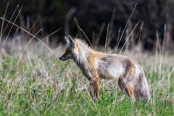 Yellowstone _MAK4350