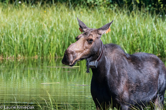 2020bt-LAK_9167