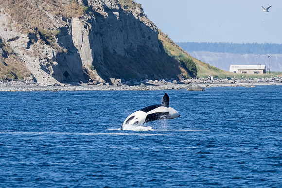 Orca T37A family-_MAK9587