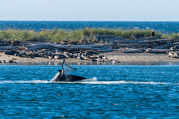 Nwhidby-LAK_5597