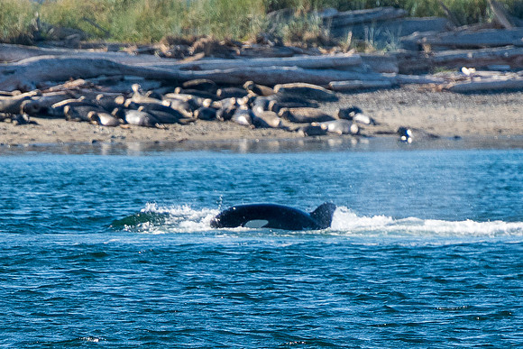Nwhidby-LAK_5620