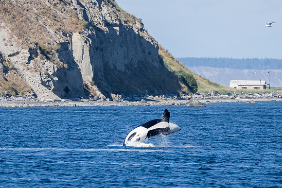 Orca T37A family-_MAK9586
