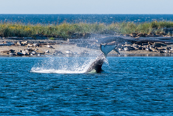 Nwhidby-LAK_5579