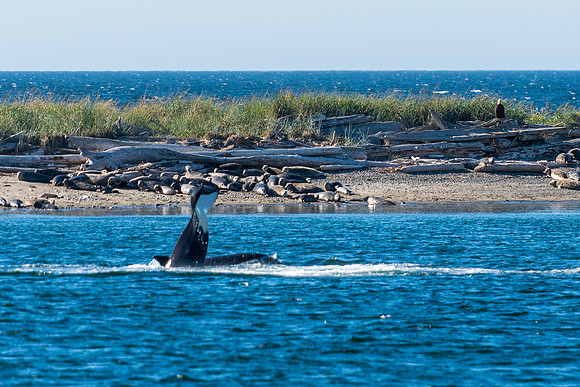 Nwhidby-LAK_5595