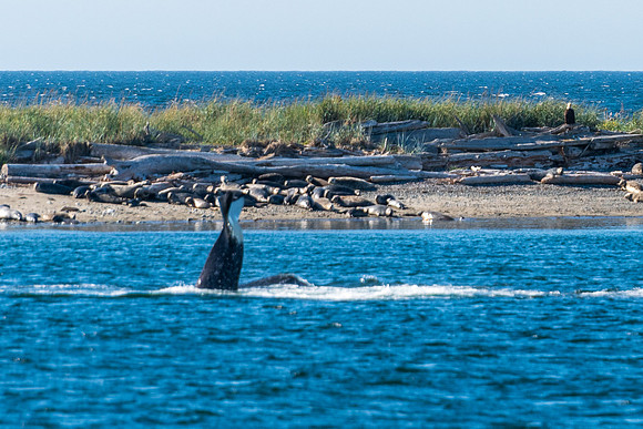 Nwhidby-LAK_5594
