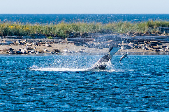 Nwhidby-LAK_5580