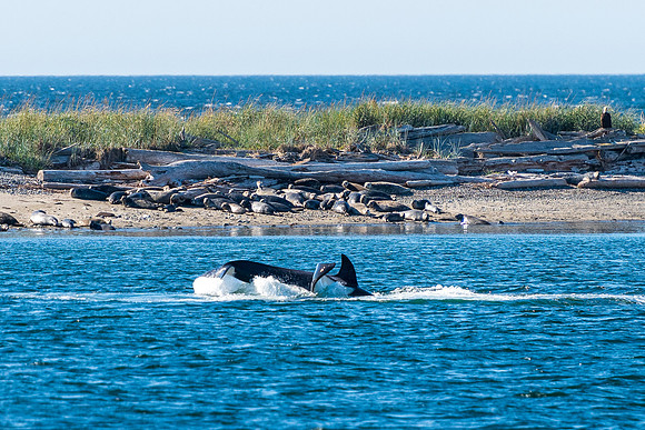 Nwhidby-LAK_5600