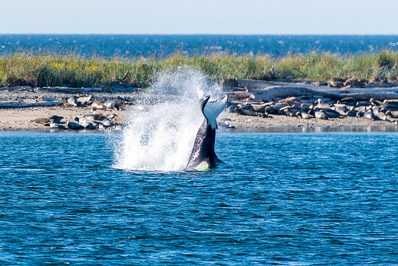 Nwhidby-LAK_5576