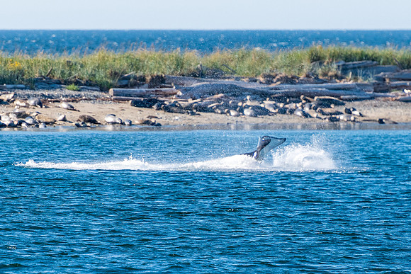 Nwhidby-LAK_5582