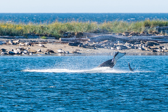 Nwhidby-LAK_5581