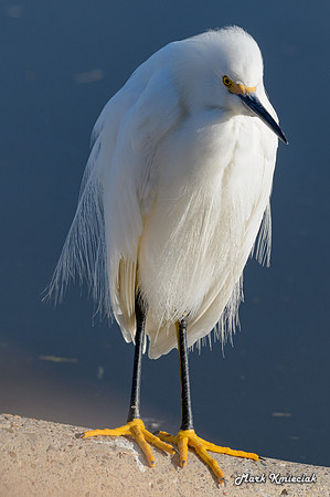 Edenburg Wetlands-MAK_3860