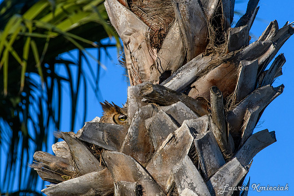 nesting great horned owl-LAK_1239