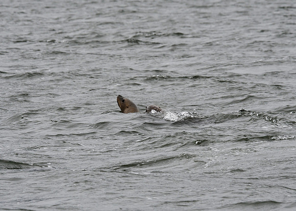Alaska2016_LAK0937c