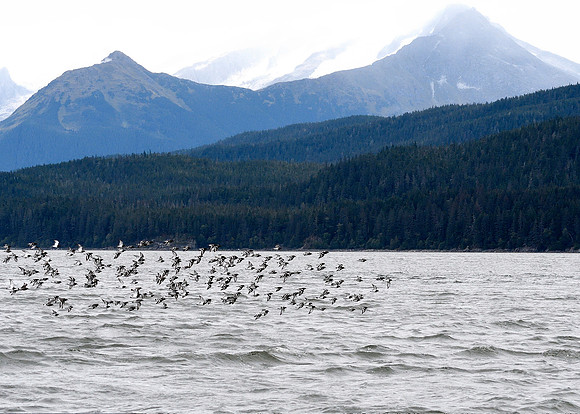 Alaska2016_LAK0942cc