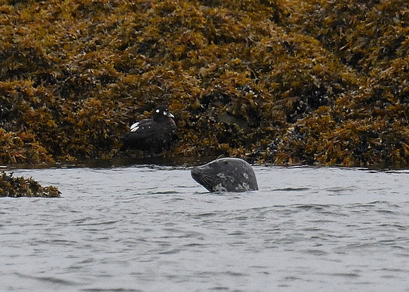 Alaska2016_LAK1110c