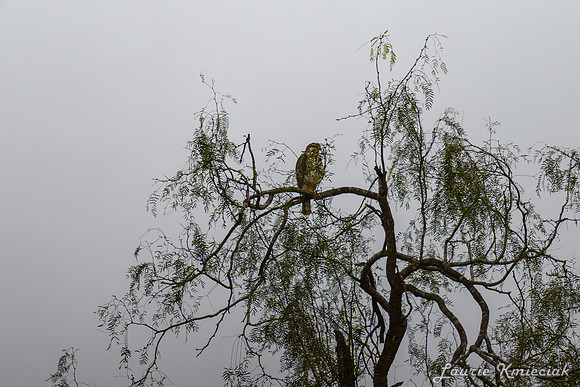 Bentsen-Rio Grande State ParkLAK_1373