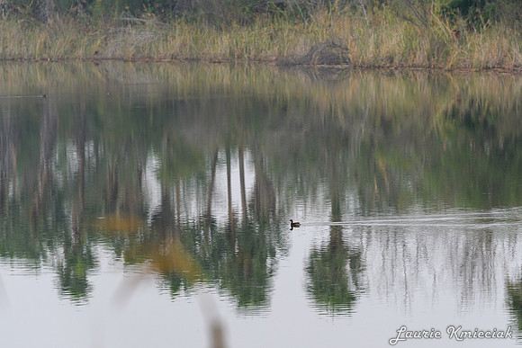 Bentsen-Rio Grande State ParkLAK_1360