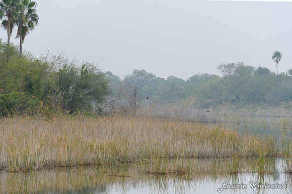 Bentsen-Rio Grande State ParkLAK_1355