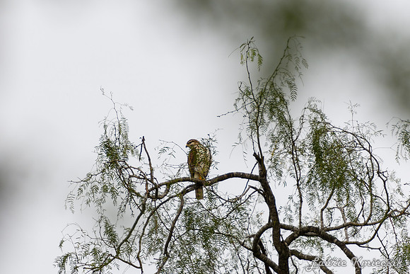 Bentsen-Rio Grande State ParkLAK_1374