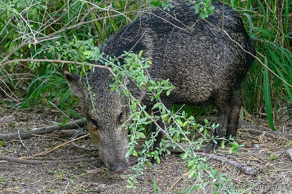 Bentsen-Rio Grande State ParkLAK_1369