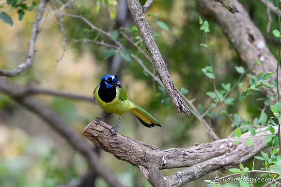 Bentsen-Rio Grande State ParkLAK_1376