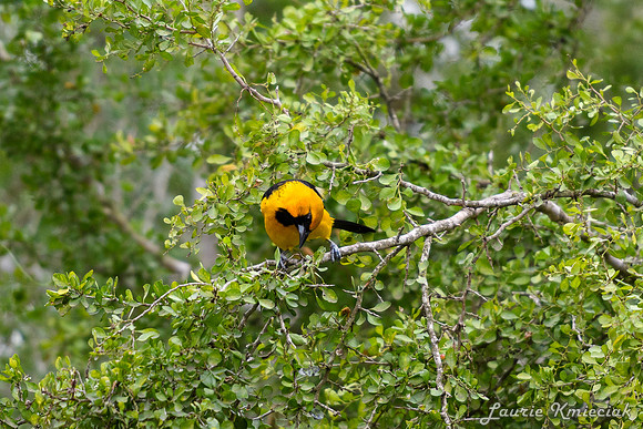 Bentsen-Rio Grande State ParkLAK_1416