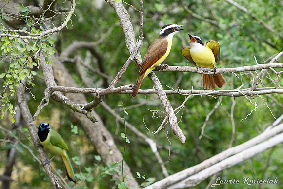 Bentsen-Rio Grande State ParkLAK_1405