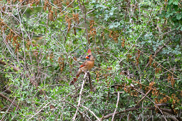 Bentsen-Rio Grande State ParkLAK_1412