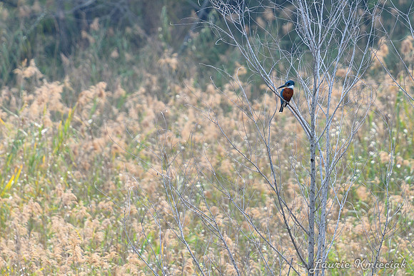 Bentsen-Rio Grande State ParkLAK_1424